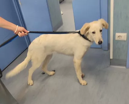 Bianca cucciola simil labrador ma più bella . - Foto 3
