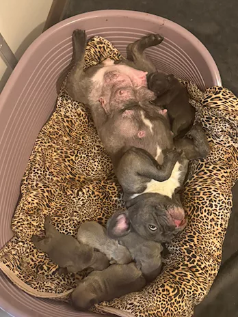 Bulldog Francese colorazione exotic