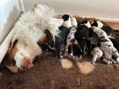 Cuccioli Pastore Australiano