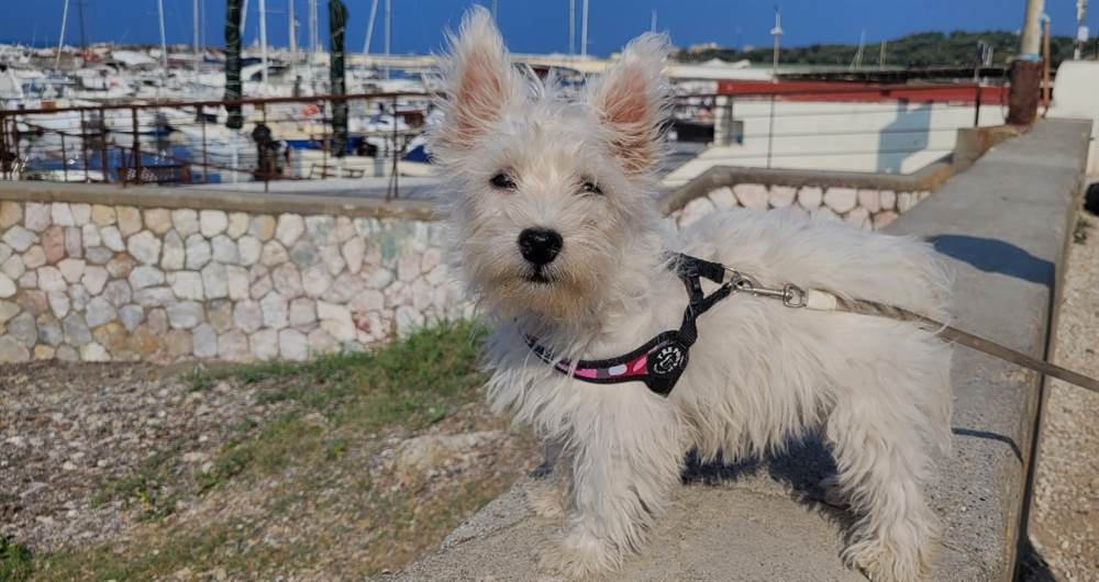 Cucciola di 8 mesi razza Il West Highland White Terrier