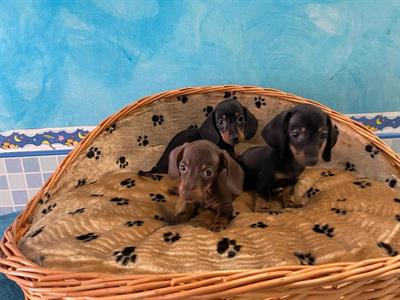 Cuccioli di bassotto con pedigree