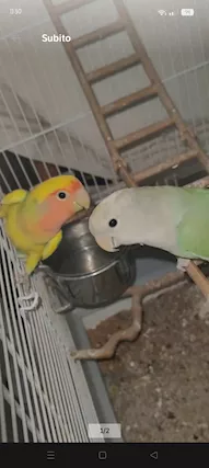 Coppie pappagalli inseparabili - Foto 3