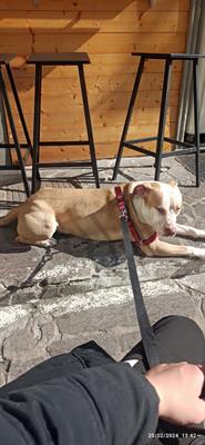 Pablo 2 anni Amstaff