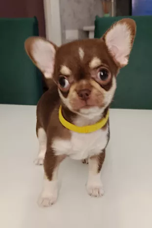 Cucciola Chihuahua