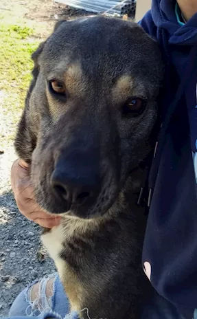 Milagro, cane buonissimo, abbandono estivo