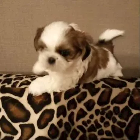 Shih Tzu adorabile maschietto
