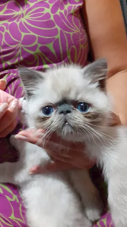 Exotic Shorthair chocolate point