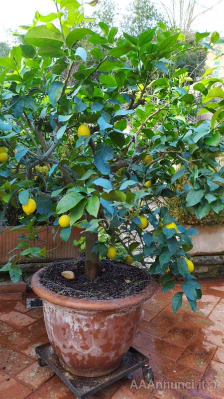 Meravigliose Piante di Limoni in vendita a Arezzo