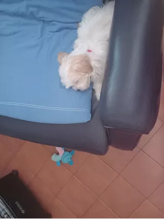 Cucciolo maschio Maltipoo 3 mesi