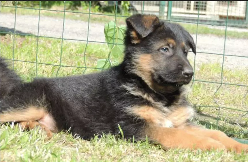 Pastore Tedesco cucciolo