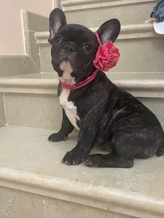 Bulldog francese