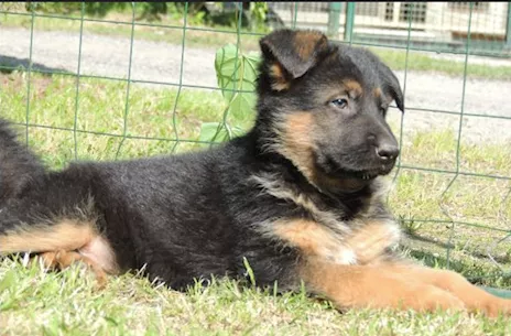 Pastore Tedesco cucciolo