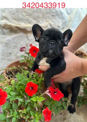 Bulldog francese