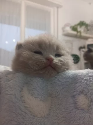 British Shorthair