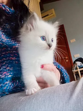 Ragdoll cucciola