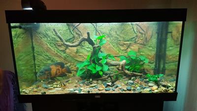ACQUARIO JUWEL RIO 300 + MOBILE, FILTRO E ACCESSORI