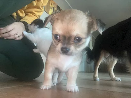 Disponibile chiwawa Razza Chihuahua, a pelo lungo - Foto 2