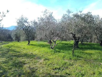 Terreno agricolo in zona Montecalvoli (PI)