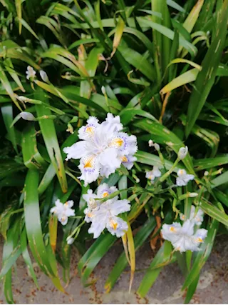 Iris Japonica Fiore Farfalla