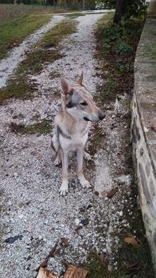 Cuccioli di Lupo Cecoslovacco - Foto 4