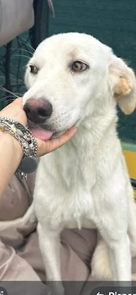 Lulù è una dolcissima cucciolina di