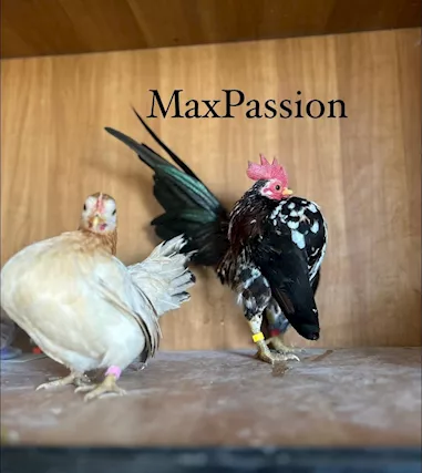 Galline e Galli Serama Malesi - Foto 3
