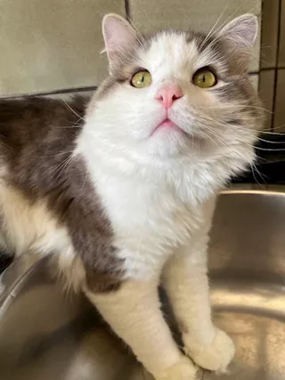 Gatto Razza siberiano - Anteprima 1