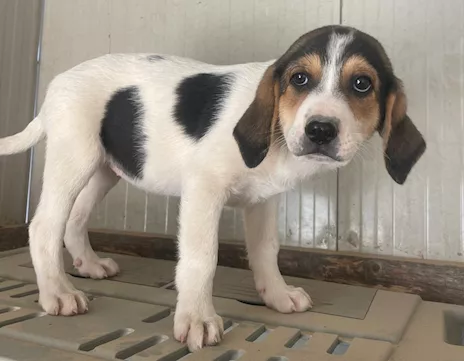 Elettra - Vi presentiamo Penelope splendida