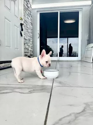 Cuccioli di Razza bulldog francese - Foto 4