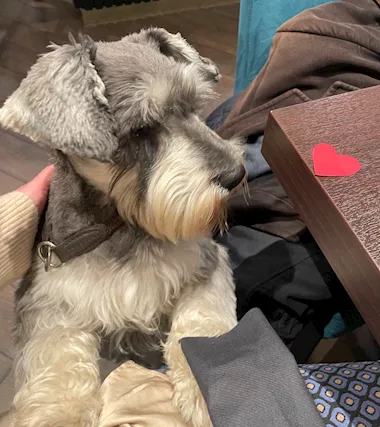 Schnauzer femmina sale e pepe per accoppiamento - Foto 2
