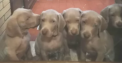 Cuccioli di Weimaraner - Anteprima 1