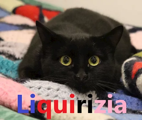 Liquirizia, adozione del cuore, bellissima ma paurosa