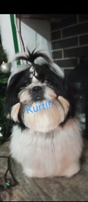 Shih tzu maschietto per accoppiamento