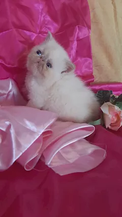 Adorabili gattini persiani - Foto 2