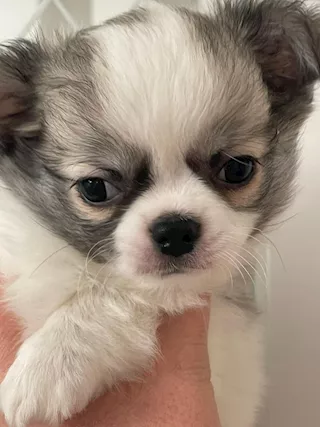 cuccioli