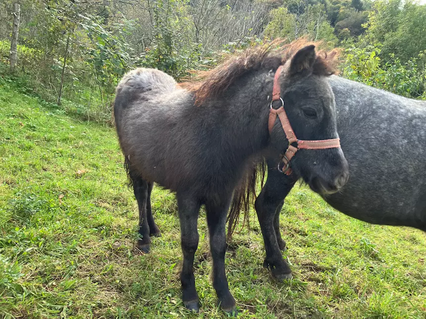 Coperta Shetland | Confronta prezzi