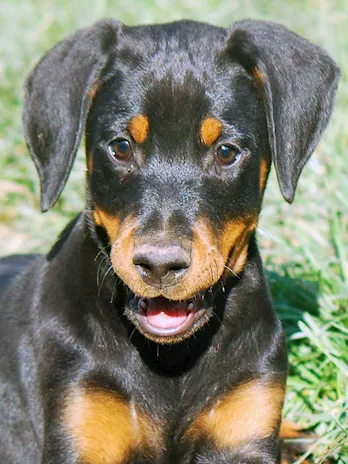 Dobermann cuccioli - Foto 5