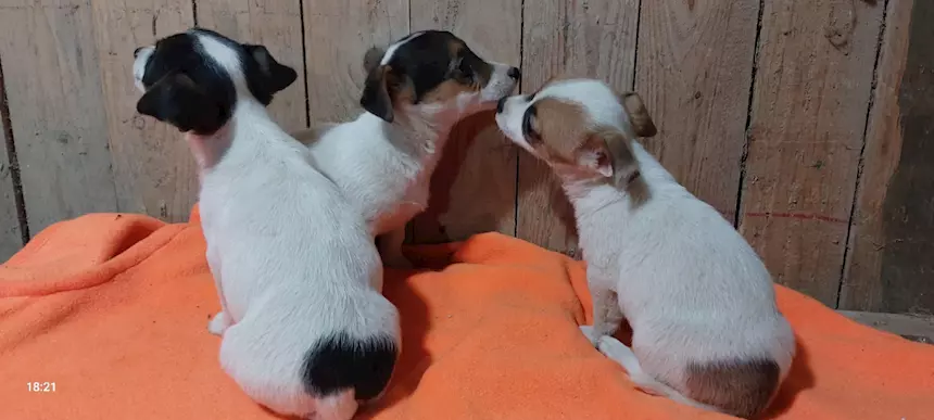 Foto 3 Cuccioli Razza Jack Russell