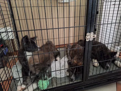 Cuccioli akita inu tigrati