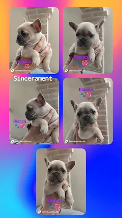 Cuccioli di Razza bulldog francese - Foto 2