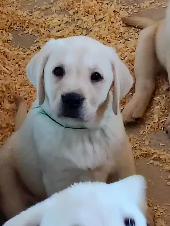 Cuccioli di Labrador