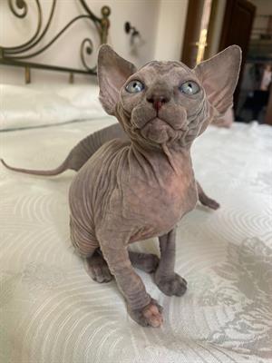 Gatti sphynx - Foto 3