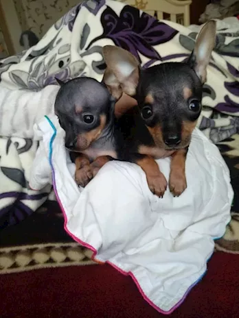 Pinscher Toy maschietti