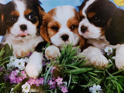 Cavalier king