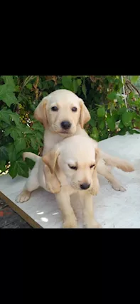 Cuccioli Labrador