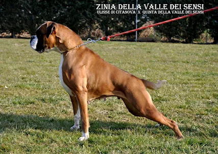 Boxer vendo a Verona Brescia cuccioli boxer - Foto 3