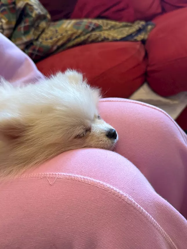 Foto 4Cucciolo Razza Pomerania, Spitz nano, color bianco crema