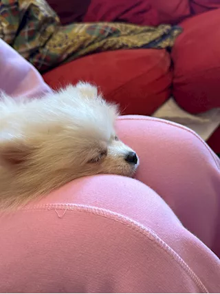 Cucciolo Razza Pomerania, Spitz nano, color bianco crema - Anteprima 4