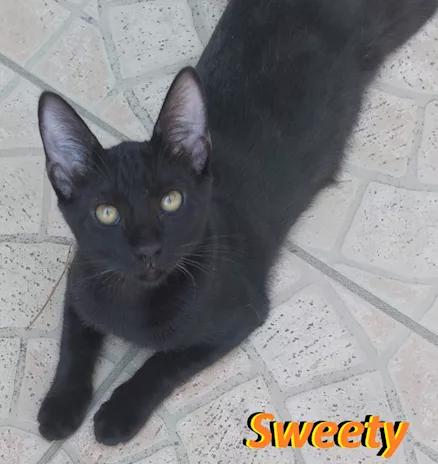 Sweety alla riscossa
