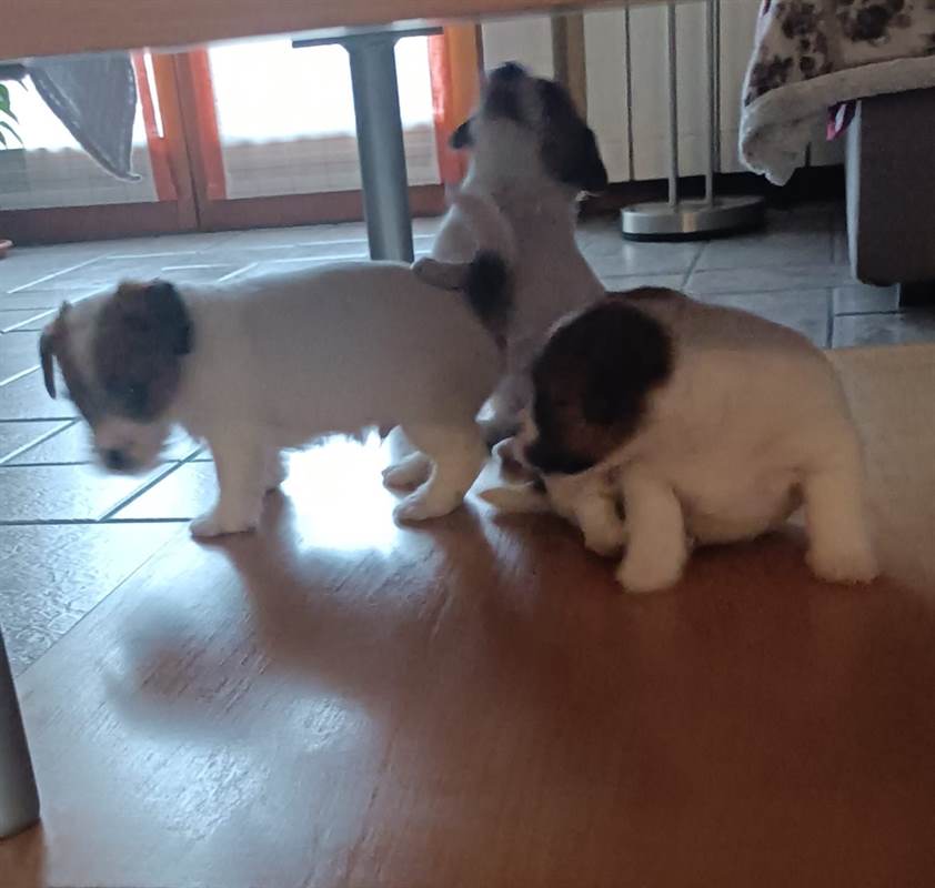 Vendita Jack Russel da Privato a Aosta cuccioli di jack russell pelo ruvido e broken